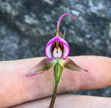 Image result for Disperis