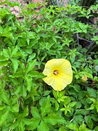 Image result for Dicoma arenaria