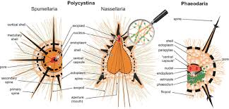 Foraminifera Micro-Paleontology Micro Fossil | Ppt