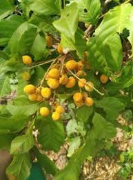 Image result for Lecaniodiscus