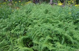 Image result for Hypolepis