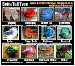 They are the most celebrated members of the gourami family and. 417 Best Images About Betta Fish On Pinterest Betta Fish Tank Live Plants And Auction