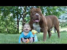 pin on pets animals