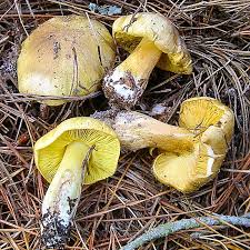 Grzyby trujące które działają na system nerwowy. Gaska Zielonka Tricholoma Equestre Opis W Atlasie Grzybow Online