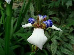 Image result for Neomarica northiana