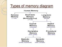 Types Of Memory Diagram Psychology Notes Human Memory Ap Psychology