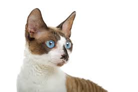 Erfahren sie im steckbrief alles zu herkunft, charakter, wesen, haltung und pflege der katzenrasse cornish rex. Cornish Rex Katze Alles Uber Charakter Haltung Pflege Geliebte Katze Herz Fuer Tiere De