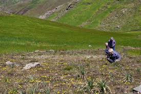 Image result for Hedbergia