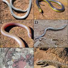 Image result for Siphonochilus parvus