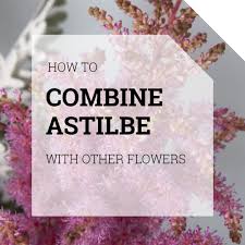 Wholesale flowers to the trade only. Astilbe Holex Flower Blog