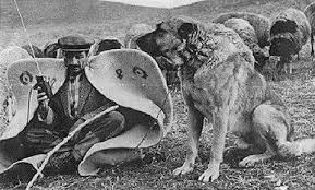 Tr Kangal