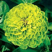 You're welcome to embed this image in your website/blog! Plant Talk Enviable Green Flowers