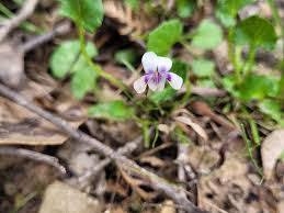Image result for Viola eminii