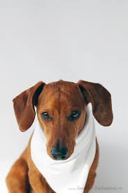 See more ideas about funny dachshund, weiner dog, dachshund love. Happy Thanksgiving Ammo The Dachshund