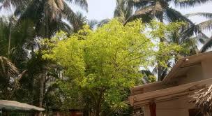 11 Best Hotels in Revdanda, Alibaug