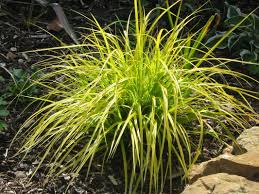 Image result for Carex sp.no.1