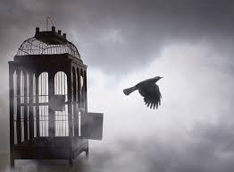 Free Bird Freebird A Shade Of Vampire Poster Prints
