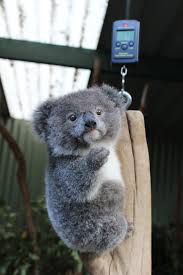 Archer The Koala Featherdale Wildlife Park Sydney Australia Baby Animals Funny Animal Pictures Cute Baby Animals