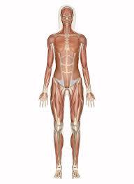 The muscles responsible for the body's posture have the greatest endurance of all muscles in the body—they hold up the body throughout. Muscular System Muscles Of The Human Body