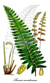 Image result for Anemiaceae