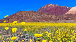 Check spelling or type a new query. Rare Super Bloom Blankets Death Valley In A Carpet Of Wildflowers