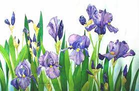 Iris Field Watercolor Reproduction By Wanda Zuchowski Schick Etsy Iris Painting Watercolor Flowers Paintings Flower Drawing