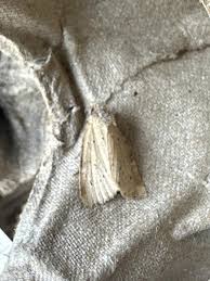 Image result for Photedes minima