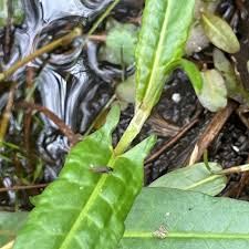 Image result for Persicaria strigosa