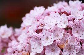 A bloomin' good map of u.s. Official State Flowers Ranked List Of State Flowers