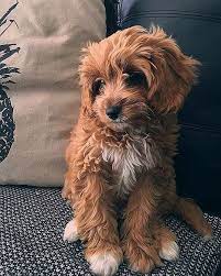 Everything You Need To Know About A Cavapoo Cavapoo Cavapoopuppies Cutepuppies Dogs Puppies Cavapoo Puppies Cavachon Puppies