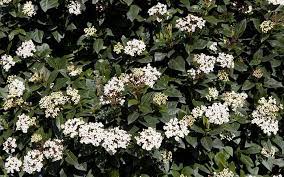 Tiny white flowers cover the shrub in early spring. A Quick Guide To The Best Plants For Shady Spots And Beds