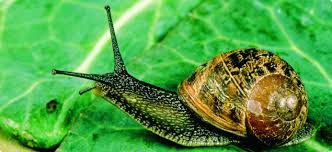 According to the modern classification, snails are gastropods and no one else, that is, they are neither insects, nor reptiles, nor amphibians. Snail And Slug Control Agriculture And Food