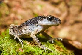 Image result for Leptochloa uniflora