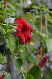 Image result for dipladenie suaveolens obrázek