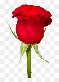 Mimpi lihat mawar sedang mekar. Bunga Mawar Unduh Gratis Mawar Taman Pantai Pink Rose Petal Mimpi Merah Muda Kelopak Bunga Mawar Gambar Png
