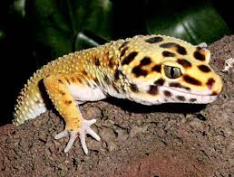 In this animal collection we have 28 wallpapers. Leopard Gecko Wallpapers Wallpaper Cave