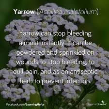 Yarrow Herbal Medicine Herbalism Herbs For Health
