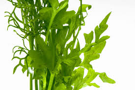 Image result for Ceratopteris