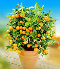 Überwiegend dient das obstgehölz als lieferant für die begehrten früchte, reich an vitaminen und arm an kalorien. Zitronen Orangenbaum Top Qualitat Online Kaufen Baldur Garten