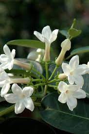 Alberi da viali dai fiori profumatissimi; Arbusto Con Fiori Bianchi Profumatissimi