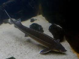 The record dates from 1888 and cannot be determined if it is the result of a voucher specimen with the smithsonian institution or a misidentification. Sterlet Acipenser Ruthenus