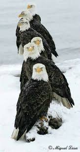 Pin By Derya Deniz On Amazing Nature Bald Eagle Beautiful Birds Animals Beautiful