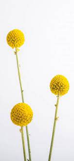 56 Ideas For Flowers Yellow White Billy Balls Flowers Yellow Flowers Yellow Flowers Names Flower Arrangements