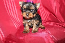 Chiot Elevage Des Merveilles Des Penitents Eleveur De Chiens Yorkshire Terrier Chien Yorkshire Chien Yorkshire Terrier Chiot
