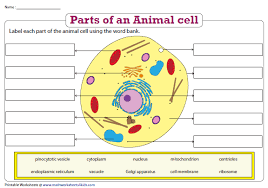 Organelles in an animal cell are suspended in a fluid called the cytoplasm. 30 Label The Parts Of The Cell Membrane Labels Database 2020