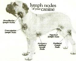Canine Lymph Nodes Veterinarian Technician Pet Vet Vet