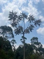 Image result for Polyscias fulva