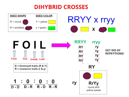 An example of a punnett square for pea plants is shown in figure below. Dihybrid Cross Wikiwand