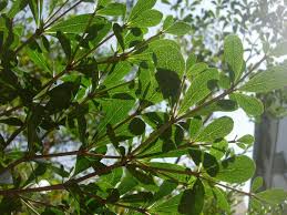 Image result for Terminalia neotaliala