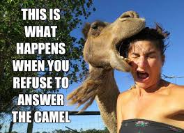 Are only indian tigers and african elephants in danger nowadays? Quotes About Camel 130 Quotes